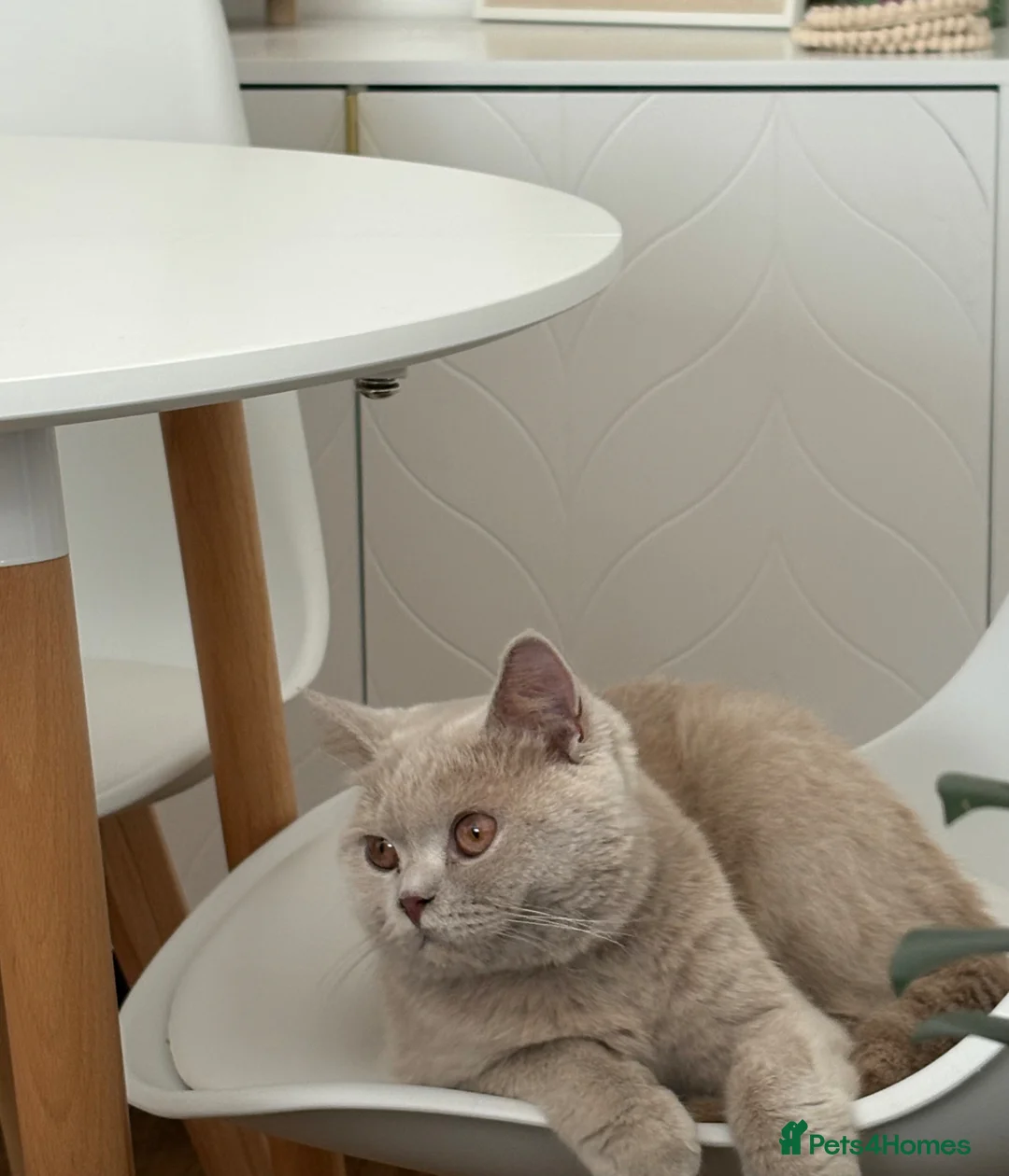 British Shorthair cats for sale: Stunning Fawn British Shorthair  - Advert 2