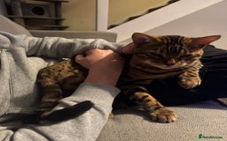 Bengal cats for sale: Beautiful bengal boy - Image 10