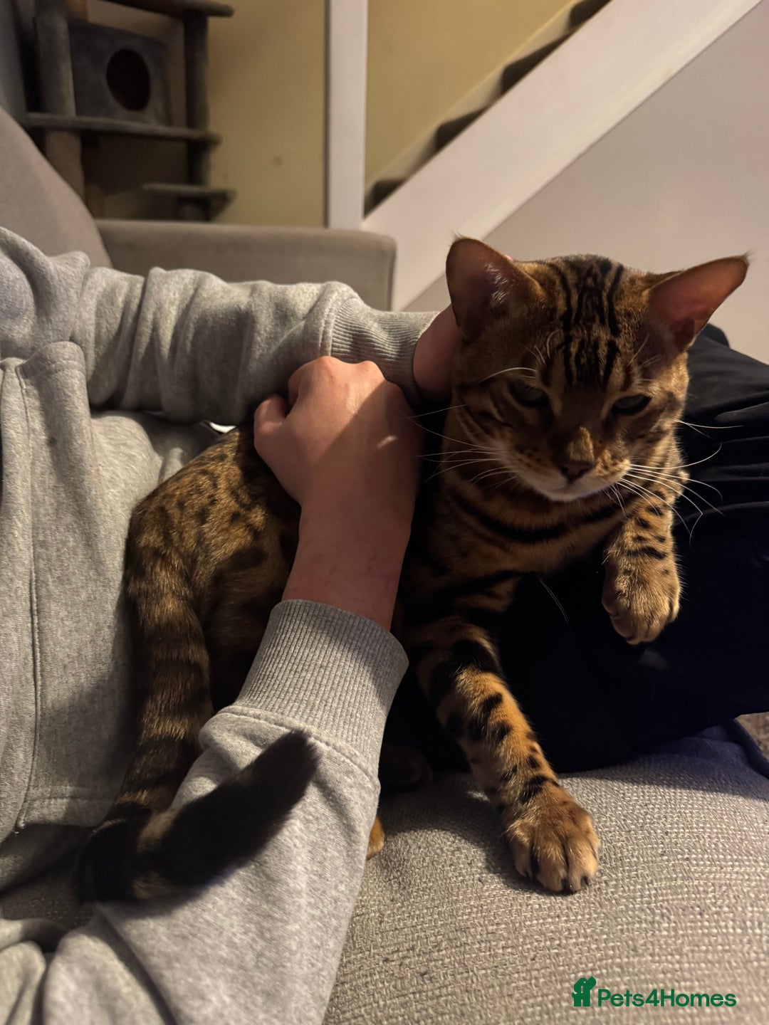 Bengal cats for sale: Beautiful bengal boy - Image 10