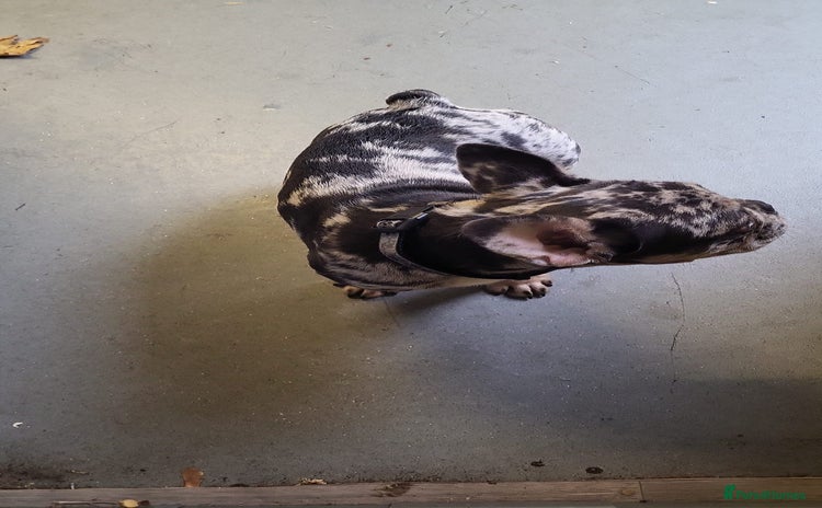 French Bulldog dogs - Advert 3