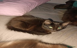 British Longhair cats for sale: 3 kittens for sale, preferably together - Image 5