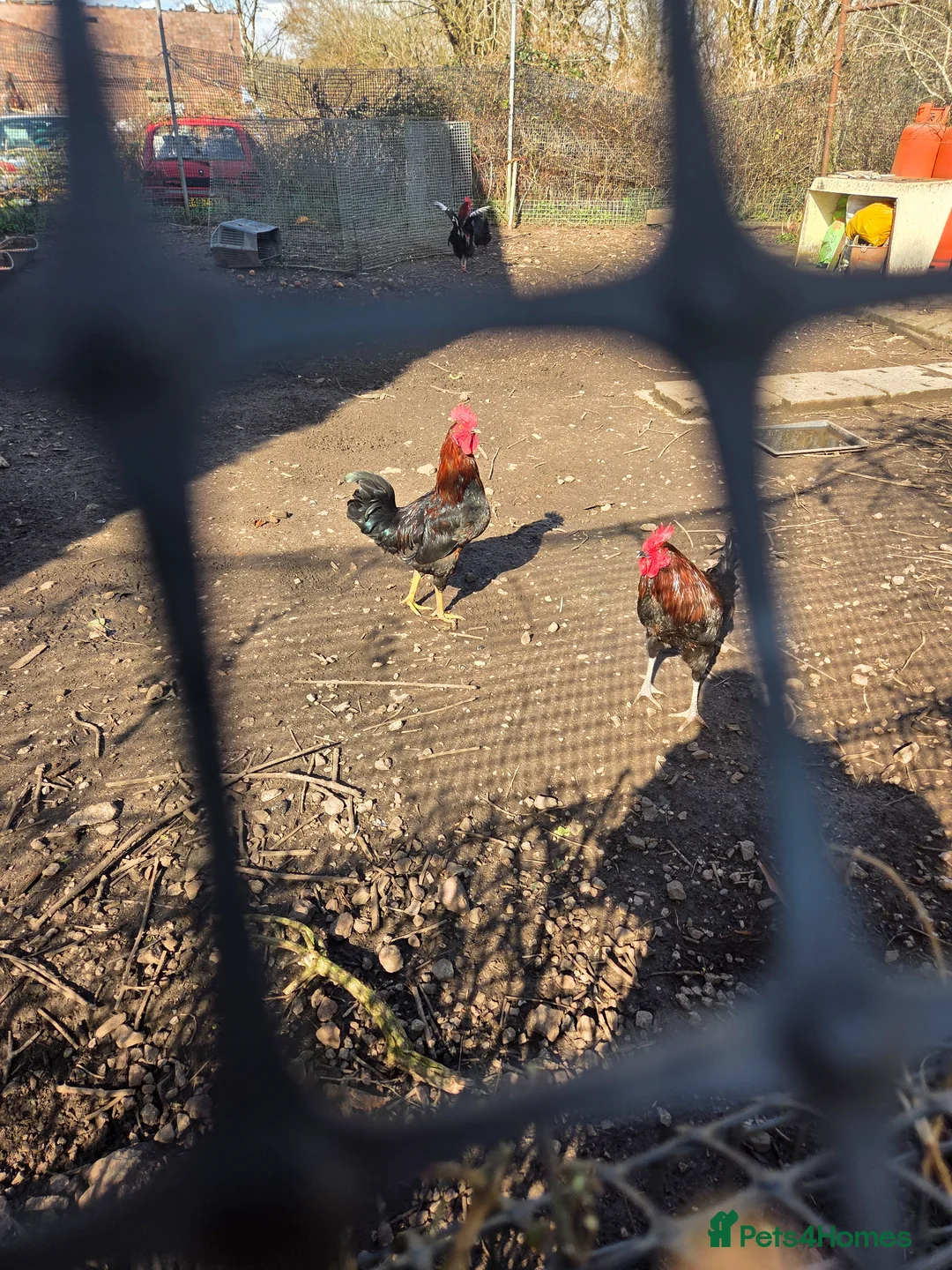 Chickens poultry for sale: Cockerells for sale - Advert 12