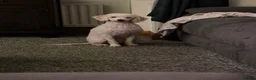 Cavapoo dogs for sale: Red cavapoo puppies - Advert 9