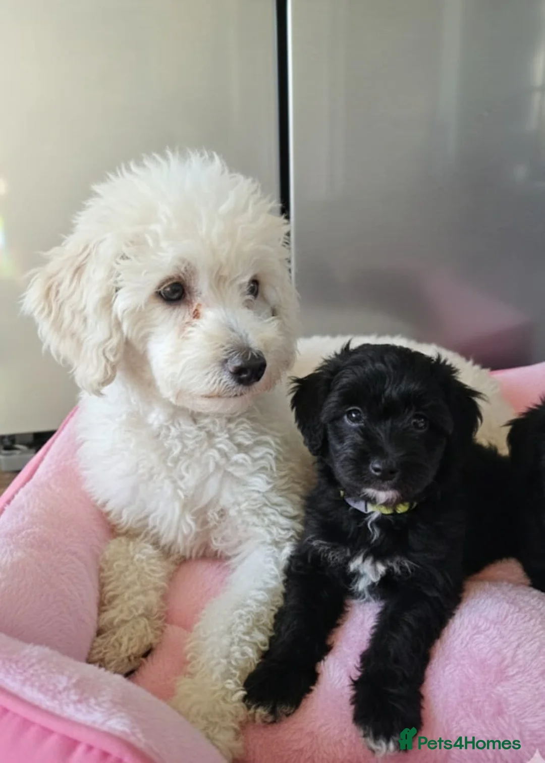 Cockapoo dogs for sale: Cockapoo puppies  in Romford - Advert 2