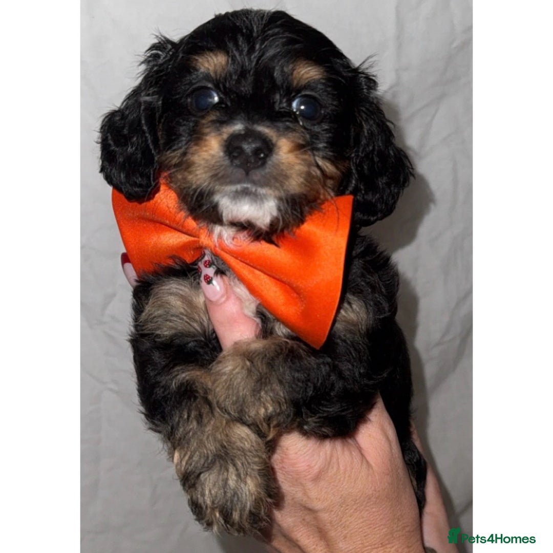 Dachshund dogs for sale: DOXIEPOO PUPPIES  - Image 5