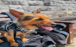 Yorkshire Terrier dogs for stud: Male yorkie - for stud only  - Advert 3