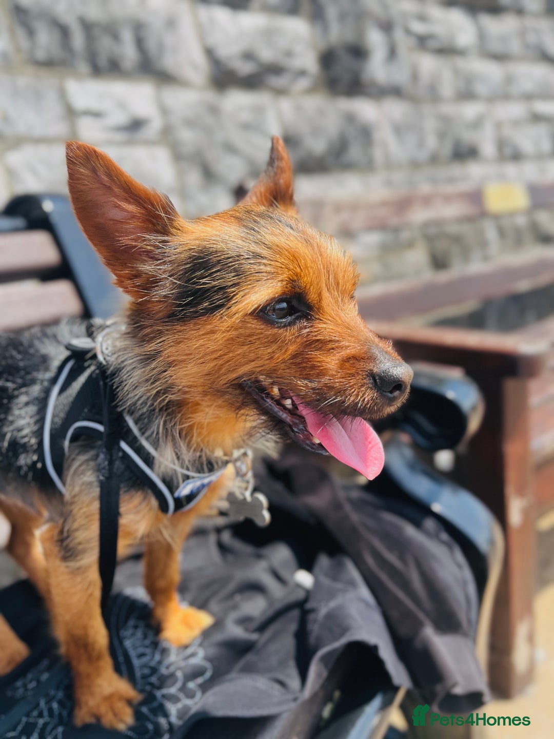 Yorkshire Terrier dogs for stud: Male yorkie - for stud only  - Advert 3