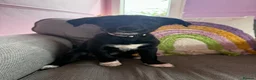 Borador dogs for sale: Borador puppies for sale  - Advert 1