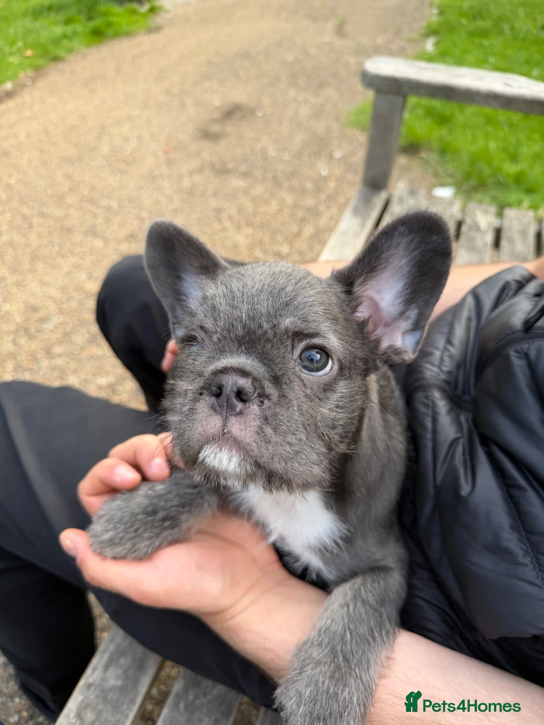 French Bulldog dogs for sale: LAST TWO - Top Quality Fluffy Coat French Bulldogs - Advert 2