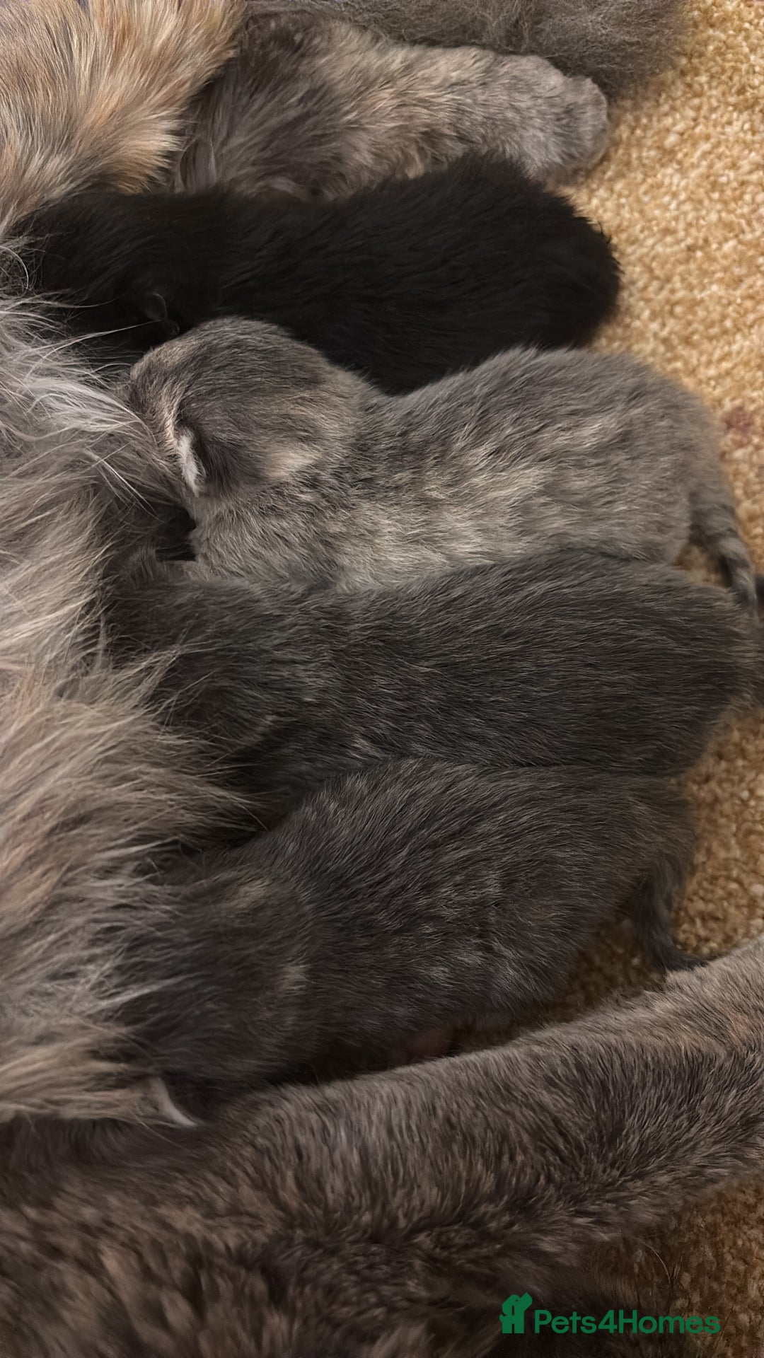 Mixed Breed cats for sale: Three Gorgeous Kittens - Image 22