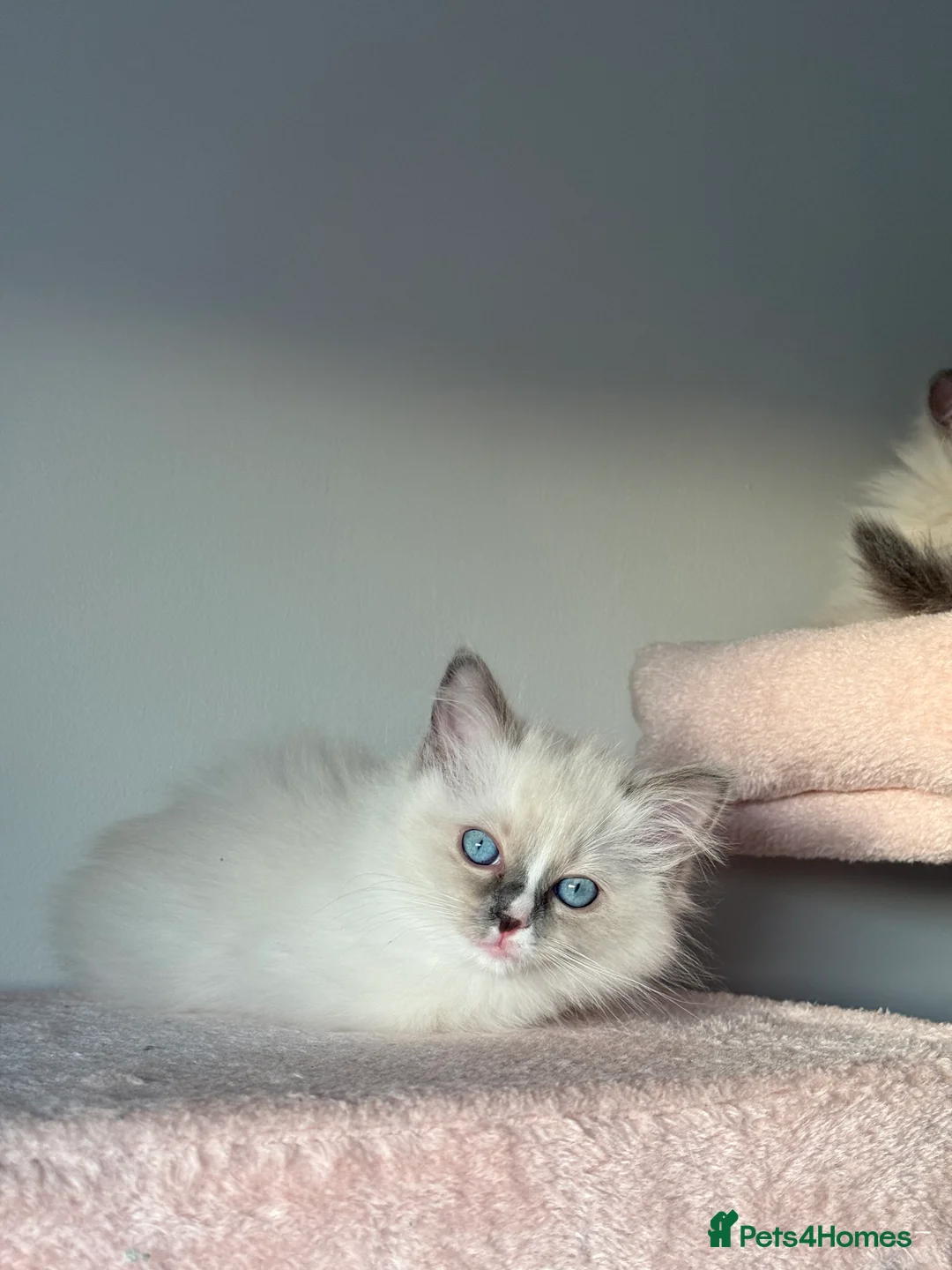 Ragdoll cats for sale: European Purebred Female Ragdoll 🩷 - Advert 8