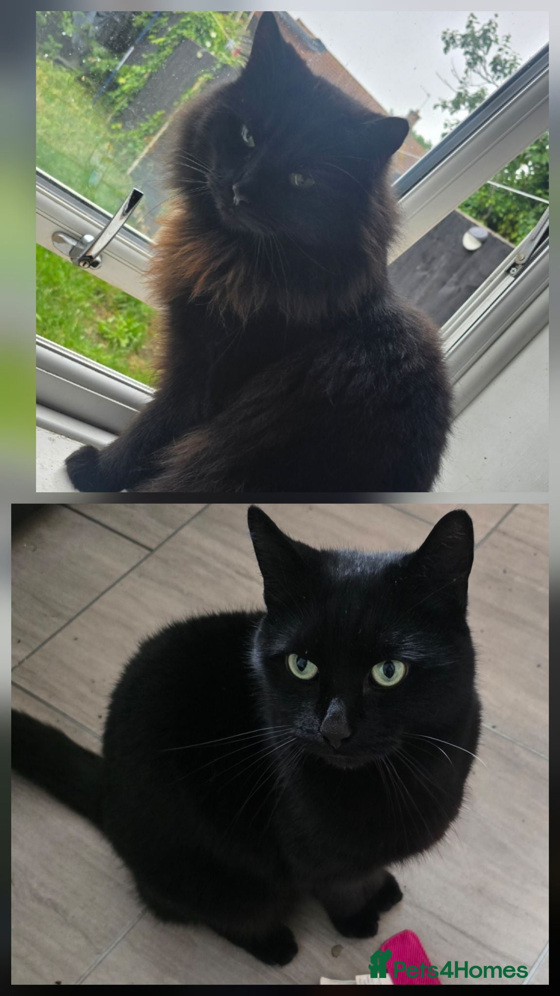 British Longhair cats 2 brothers looking for a home - Advert 1