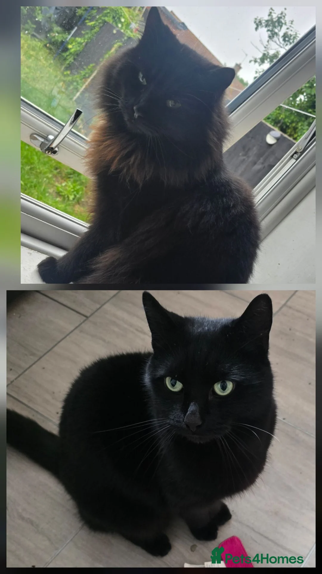 British Longhair cats for sale: 2 brothers looking for a home - Advert 1