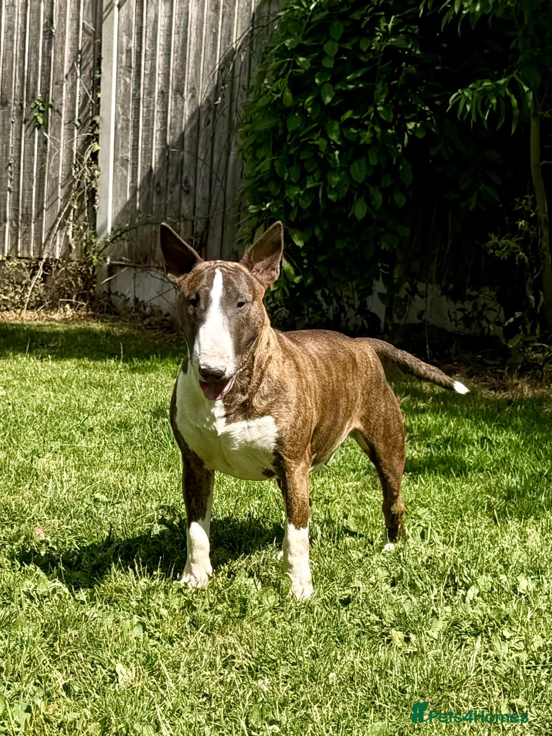 Bull Terrier dogs for sale: Beautiful, healthy, 2 year brindle & white KC girl - Advert 2