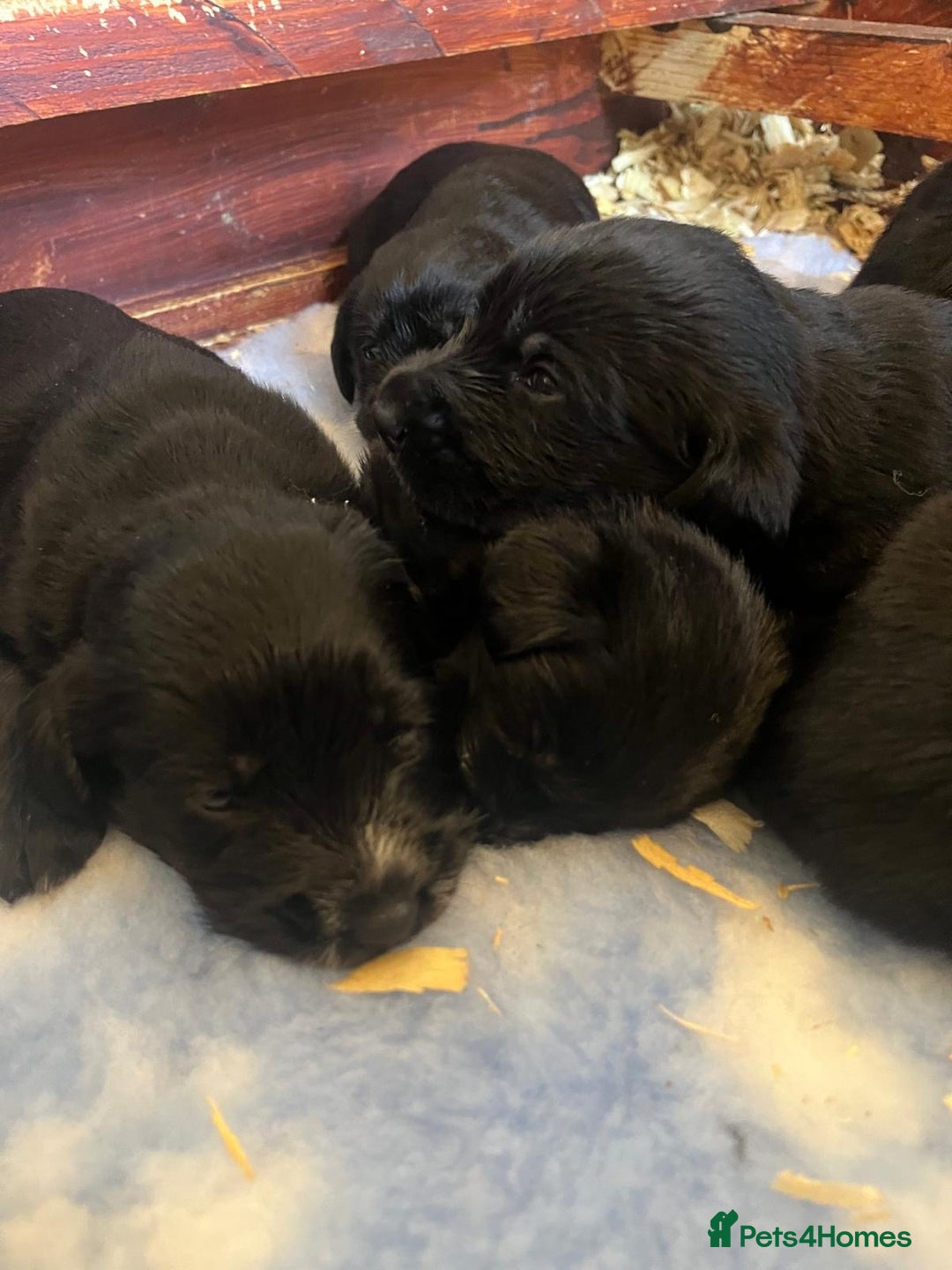 Mixed Breed dogs for sale: Gorgeous German Wirehaired Pointer X puppies  - Image 3
