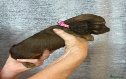 Miniature Dachshund dogs for sale: Amazing Champ Bloodlines Mini Dachshunds ✨ - Image 15