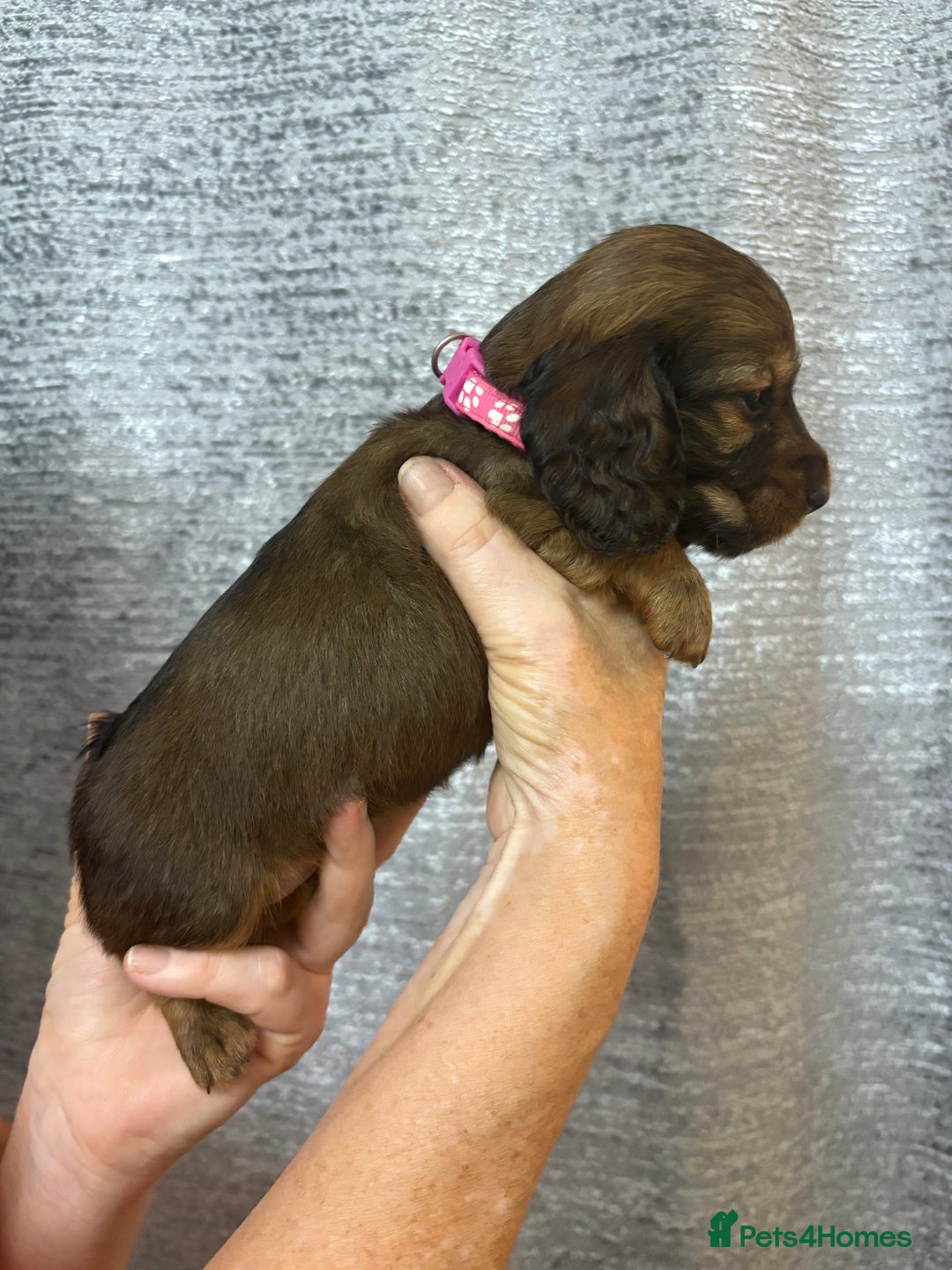 Miniature Dachshund dogs for sale: Amazing Champ Bloodlines Mini Dachshunds ✨ - Image 15