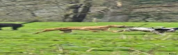 Whippet dogs for sale: Kc reg whippet litter - Advert 15