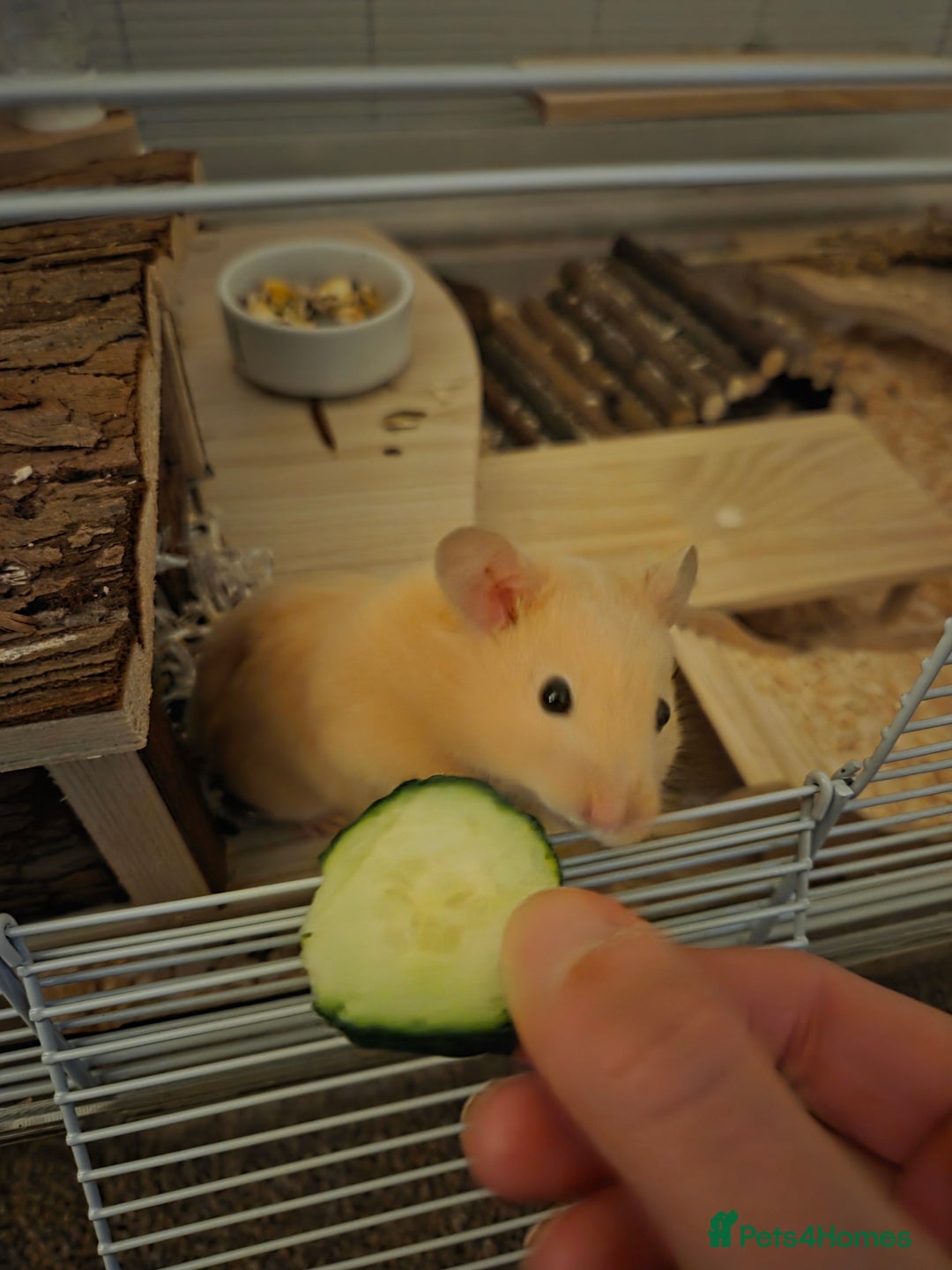 Hamster rodents for sale: Young Syrian hamster  - Advert 1