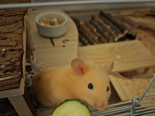 Hamster rodents Young Syrian hamster - Advert 1