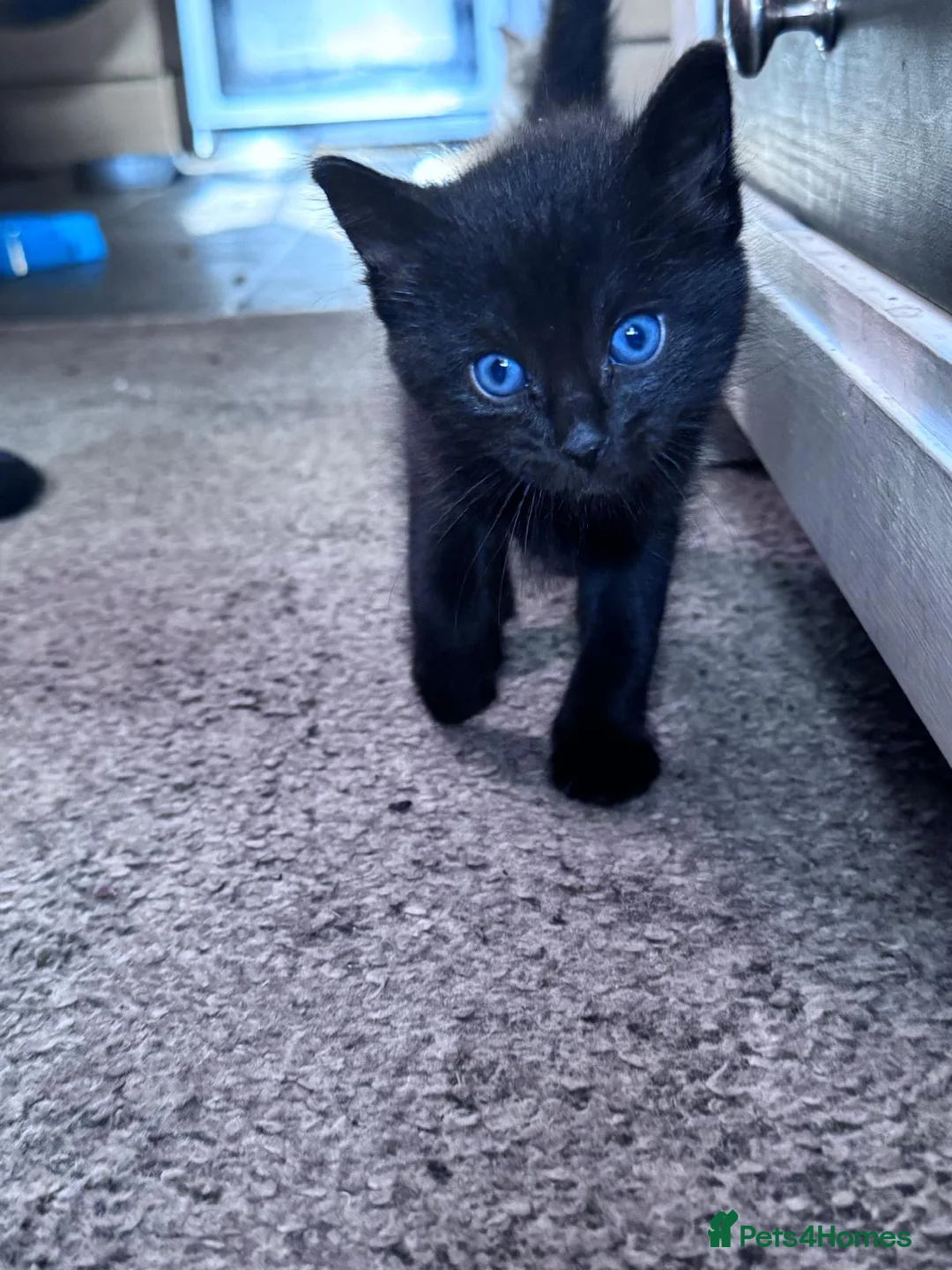Mixed Breed cats for sale: Kittens - Advert 14