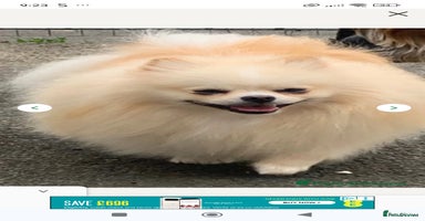 Pomeranian dogs - Advert 11