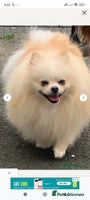 Pomeranian dogs - Advert 2