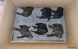 Cocker Spaniel dogs for sale: Working Cocker Spaniels - Image 12
