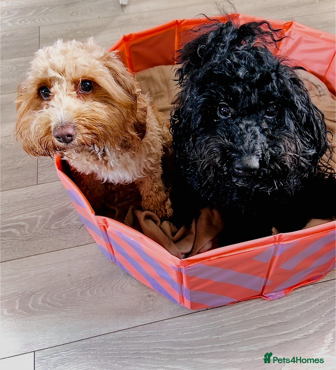 Mixed Breed dogs for sale: Doxiepoo Puppies For Sale  - Image 12