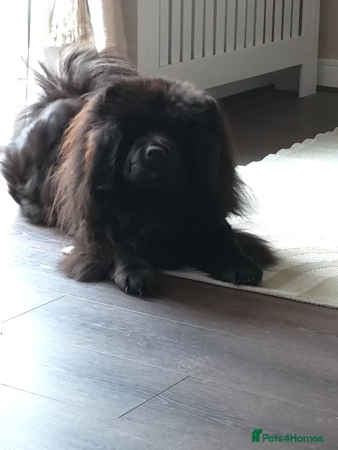 Chow Chow dogs for sale: Chow chow pups - Advert 2