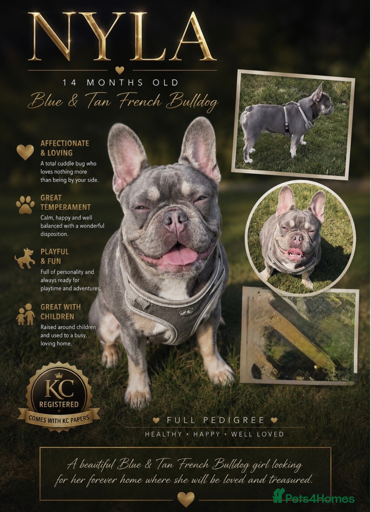 French Bulldog dogs Full pedigree female French bull dog  - Advert 2