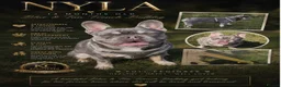French Bulldog dogs for sale: Full pedigree female French bull dog  - Advert 1