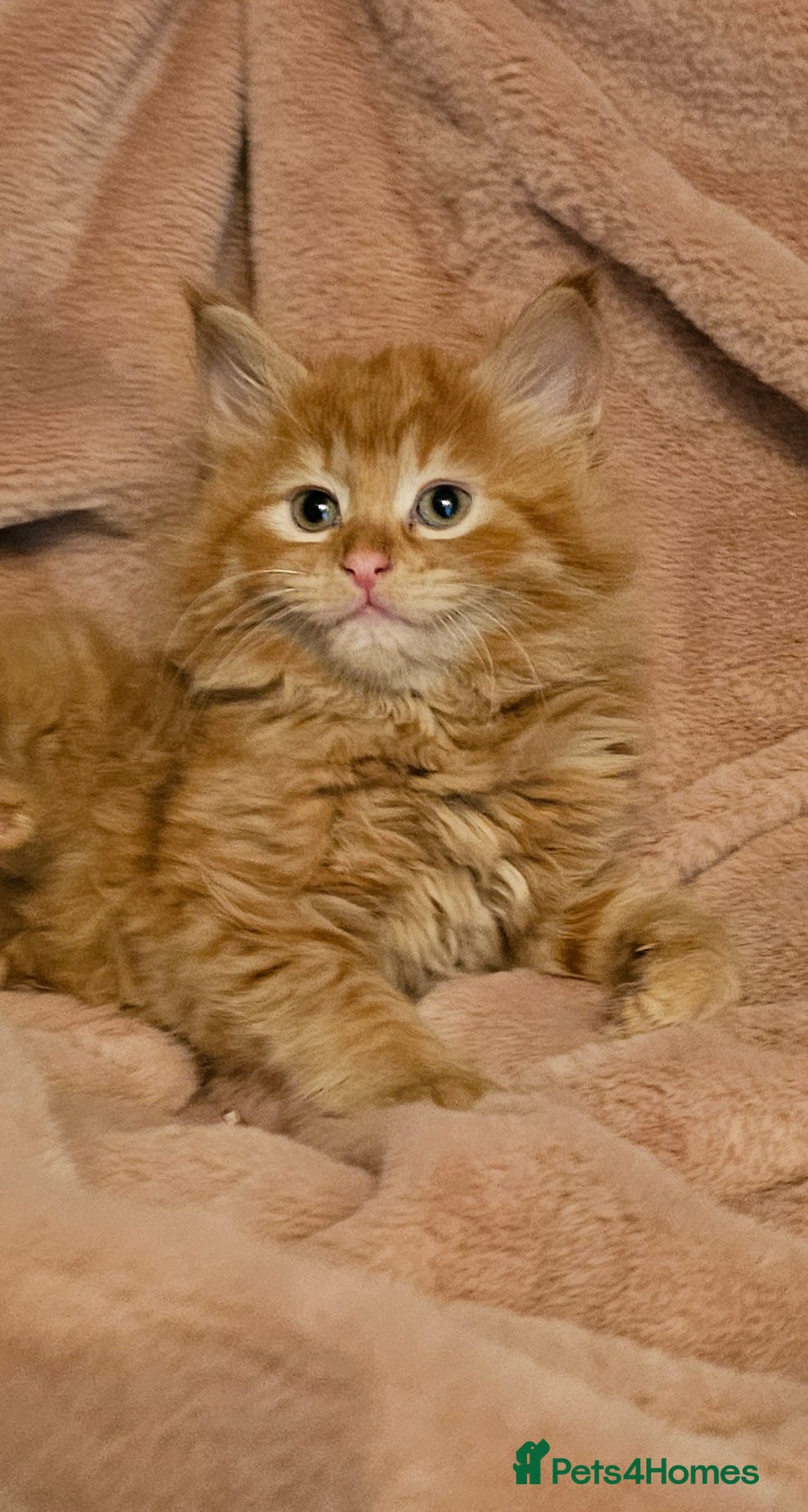 Mixed Breed cats kittens - Advert 2