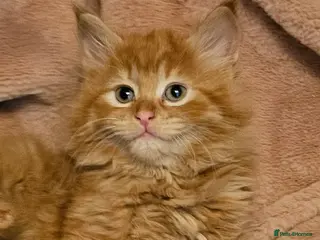 Mixed Breed cats kittens - Advert 2