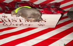 Chiweenie dogs for sale: Cheweenie - Image 10