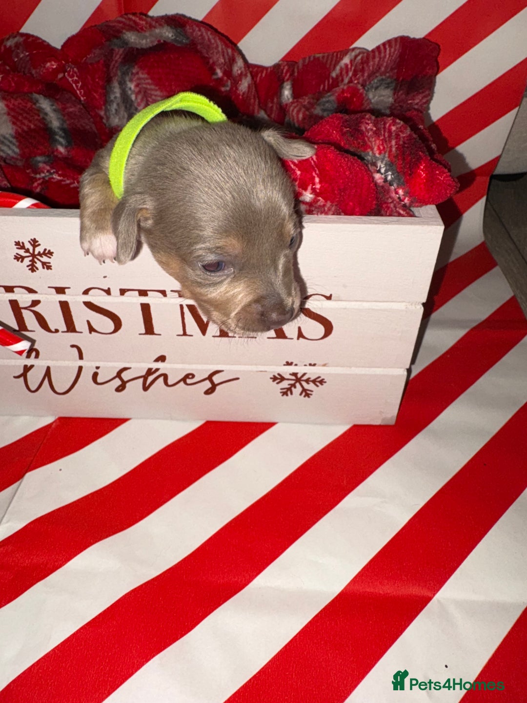 Chiweenie dogs for sale: Cheweenie - Image 10