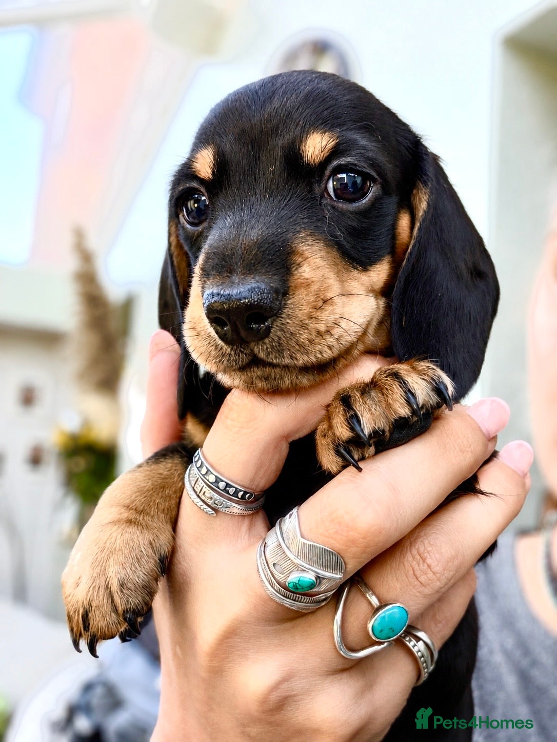 Miniature Dachshund dogs Black and cream KC registered boy  - Advert 6