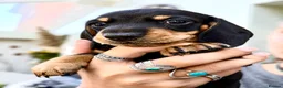 Miniature Dachshund dogs for sale: Black and cream KC registered boy  - Advert 1