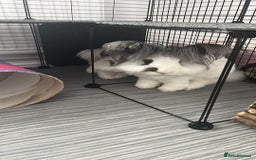 Angora rabbits for sale: Gorgeous bonded English angoras x2  - Image 9