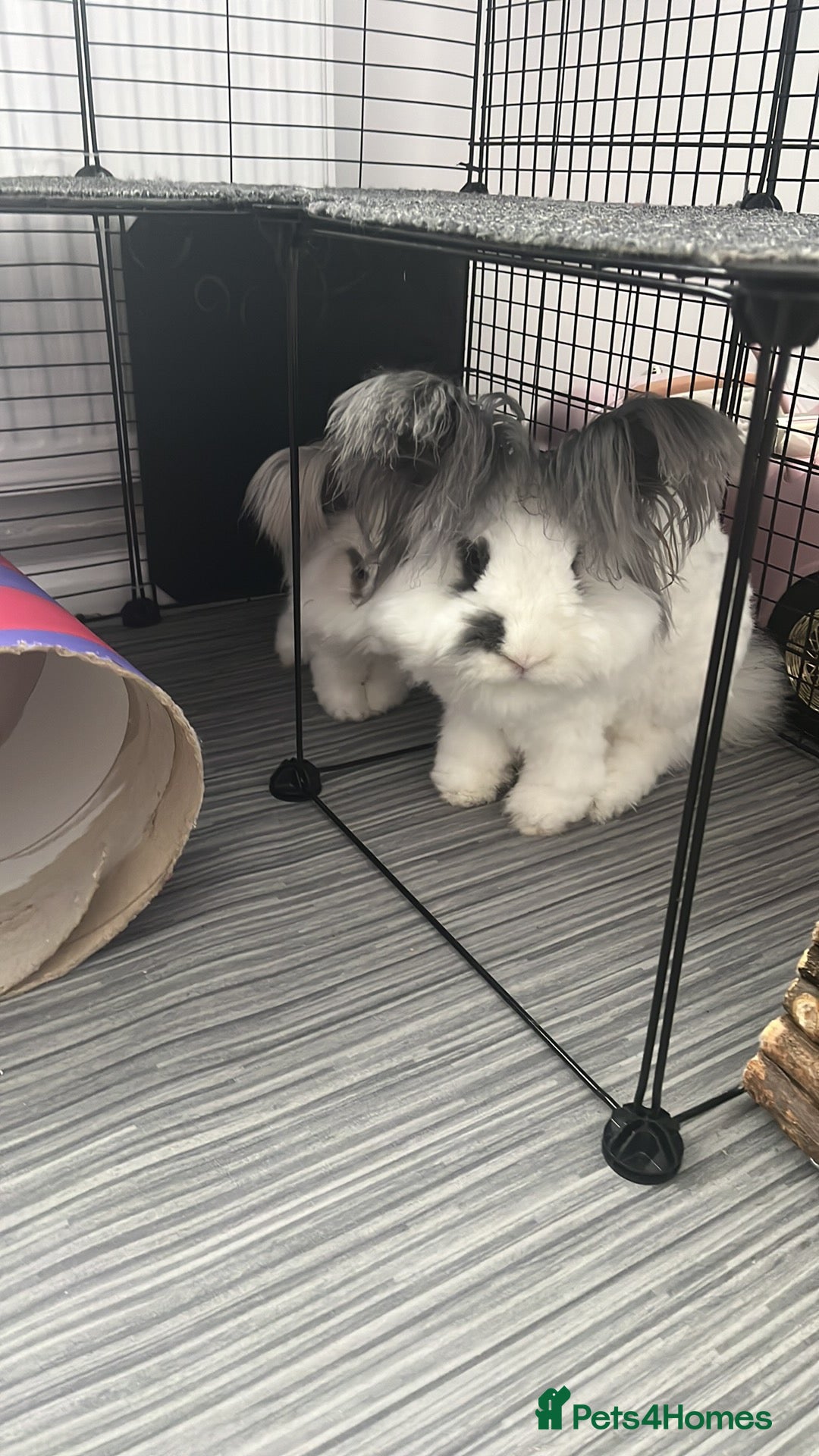 Angora rabbits for sale: Gorgeous bonded English angoras x2  - Image 9