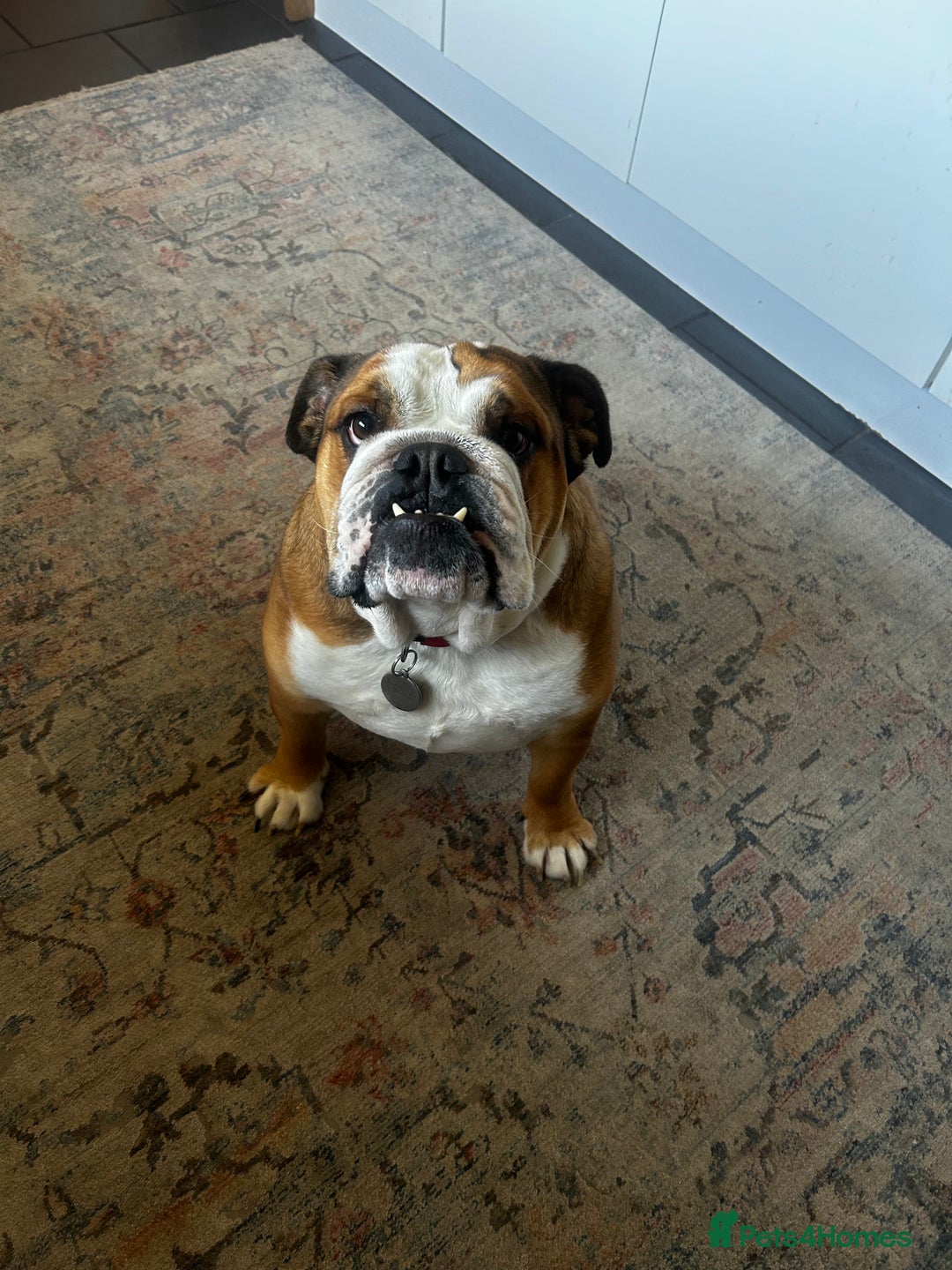 English Bulldog dogs for sale: English bulldog male - Image 4