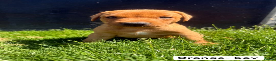 Puppy 2- Orange 