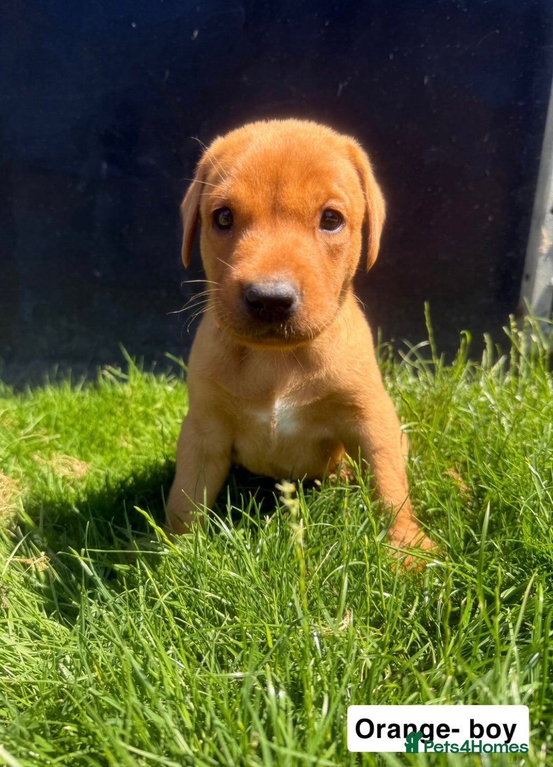 Labrador Retriever dogs for sale: Ready to leave - KC Fox Red Labrador puppies - Image 14