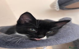 Mixed Breed cats for sale: 2 male kittens - Image 5