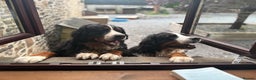 Bernese Mountain Dog dogs for sale: Beautiful Bernese Mountain puppies  - Advert 13