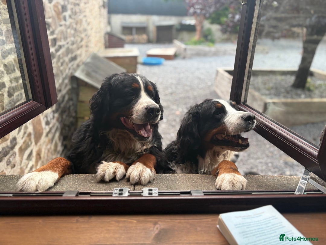 Bernese Mountain Dog dogs for sale: Beautiful Bernese Mountain puppies  - Advert 13