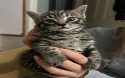 Mixed Breed cats for sale: 3 x female 2 x male kittens  - Image 8