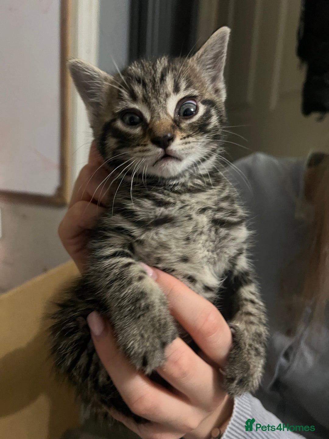 Mixed Breed cats for sale: 3 x female 2 x male kittens  - Image 8