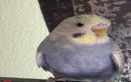 Budgerigars birds for sale: Young budgies for sale - Image 3