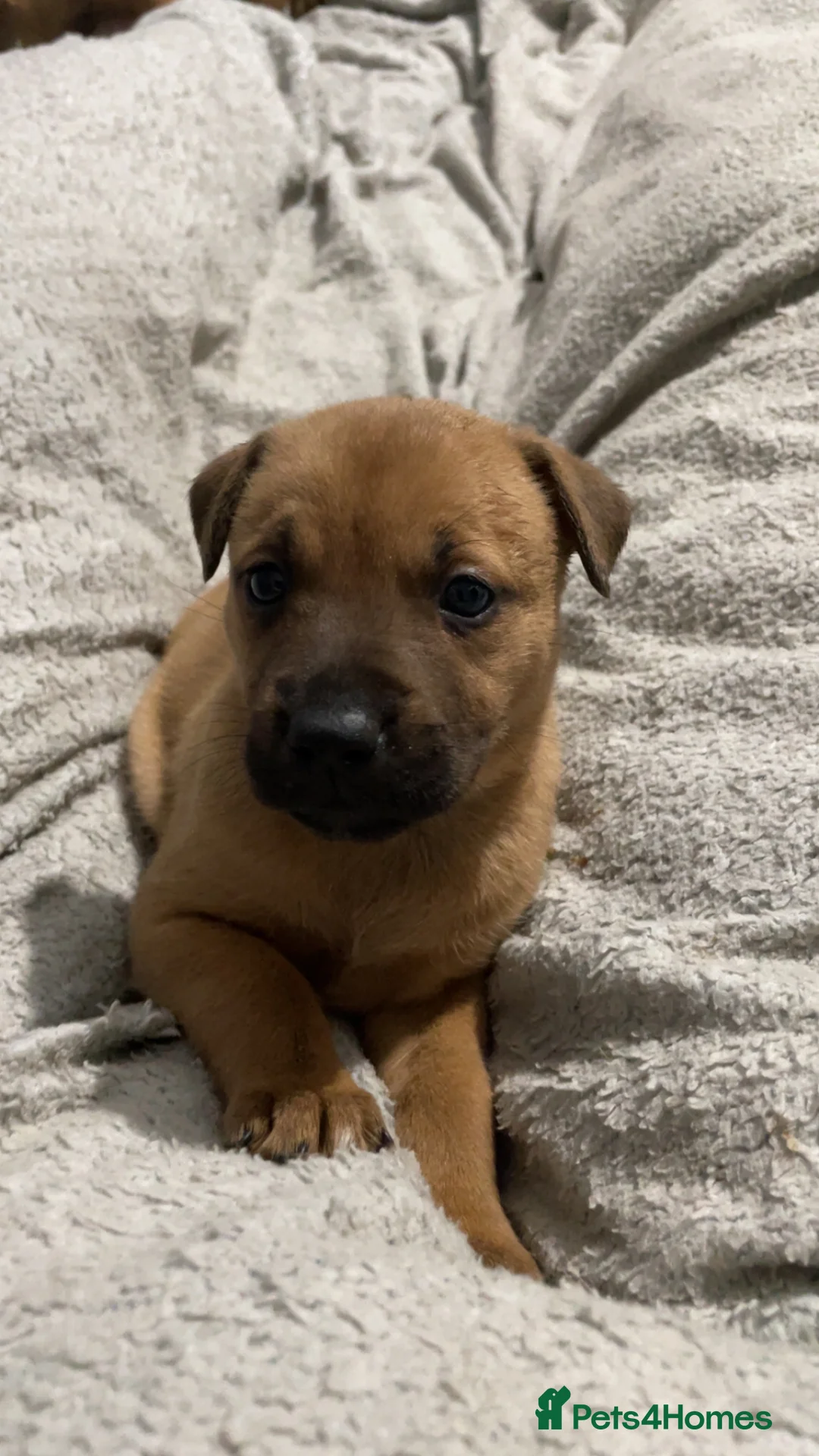 Mixed Breed dogs for sale: Rottweiler x husky puppies for sale - Advert 3